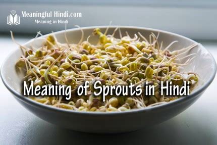 alfalfa sprouts meaning in hindi